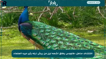 اكتشاف مذهل: طاووس يطلق أشعة ليزر من ريش ذيله يثير حيرة العلماء